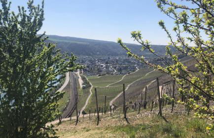 Ferienwohnung im Zentrum von Winningen - Foto 15