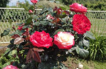 Happy Home LP - Photo 17