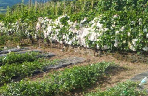 Residência Teresinha - Photo 14