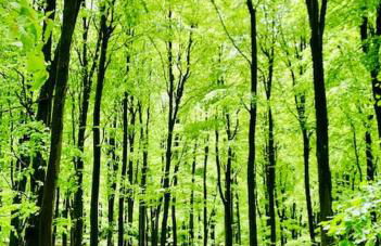 Beautiful 18th century cottage in Arundel - Foto 43