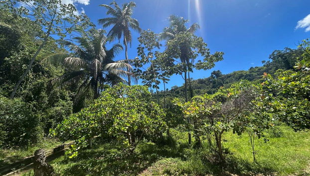 Excursión a Delmiro Gouveia - Foto 3, Vegetación de la zona
