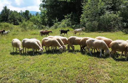 Il Canto degli Uccelli - Foto 40