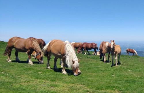 Le Nopal Bleu - Foto 43