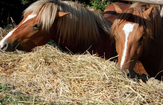 Belvilla by OYO Club House - Foto 30