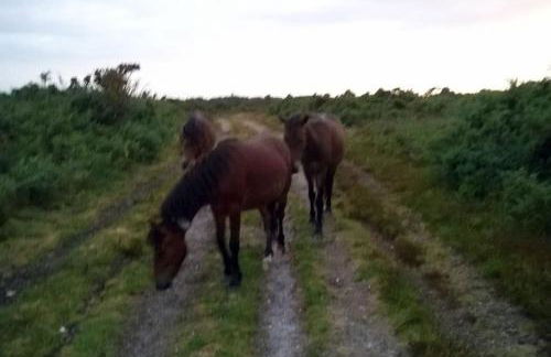 Family friendly sunny Log Cabin - Photo 17