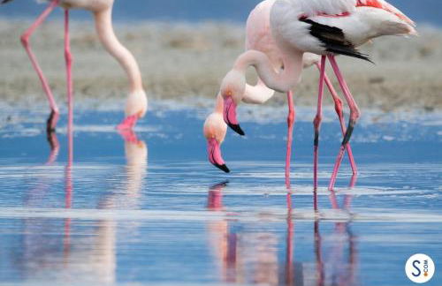 Mandriola Putzuidu Capo Mannu - Foto 21