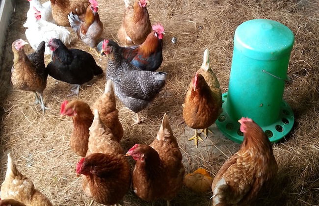 Nutkin Lodge - Photo 55