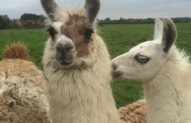 The Horse Barn - Foto 9