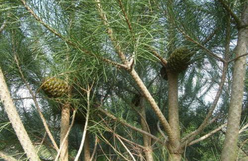 Casa da Bôcha - Foto 23