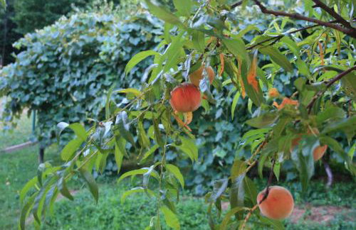 Kuća za odmor Botanika - Photo 35