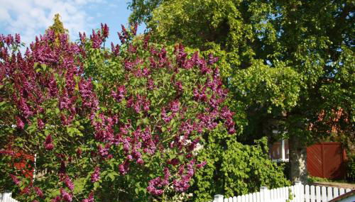 Ferienhaus Austernfischer - Foto 4