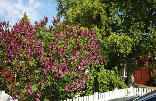 Ferienhaus Austernfischer - Foto 4