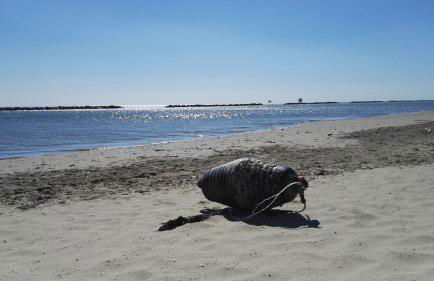 Residence Adriatico - Foto 45