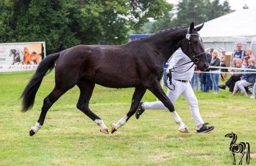 Vigor Horses - Foto 28