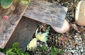 Aquahouse - Villa, romantica mansarda e acquari - Foto 6