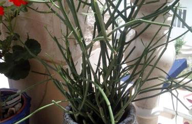 Apartments Rinčić - Photo 67