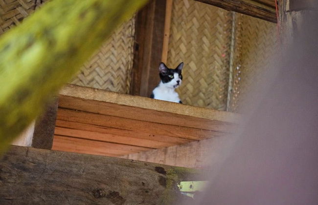 Pousada Pouso das Araras - Foto 62