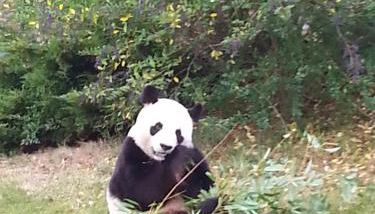 La Colardine - Foto 2