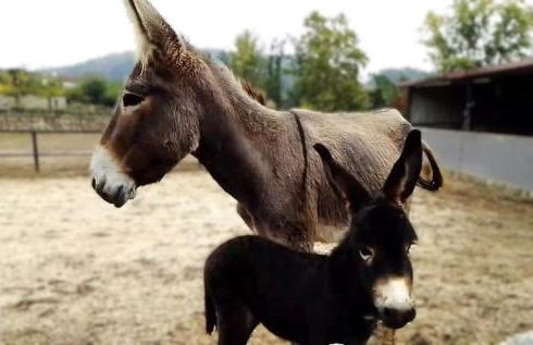 Dalpendre - Turismo em espaço rural - Foto 7