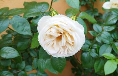 Whirlpool Appartement Baden-Baden, Schwarzwald - Foto 15