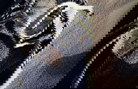 Sahara Merzouga Camp - Foto 11