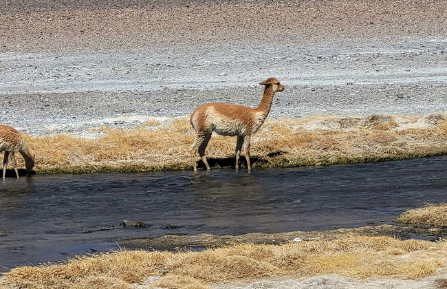 Atacama Salt Flats Tour - Photo 6