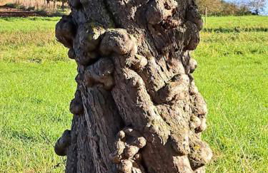 Ferienwohnung Heckenäcker - Foto 23