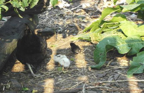 Auszeit Landleben - Photo 8