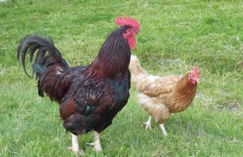 Dartmoor Eco-Pod - Oak Tree Lane - Foto 49