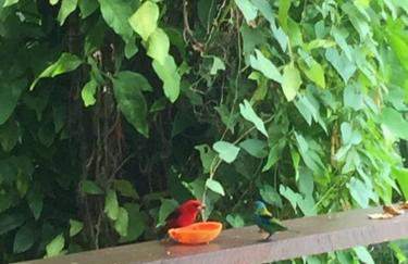 #Casa vista para o mar, montanha, praia exclusiva. - Foto 36