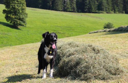 Ferienhof Gerda - Foto 14