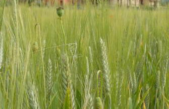 Agriturismo Verziere - Foto 22