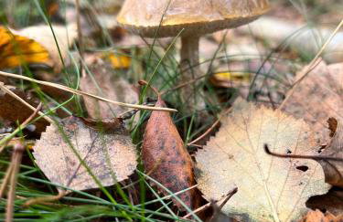 Galena i Gnejs - Foto 50