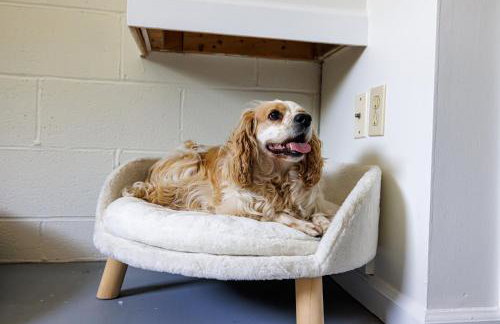 The Cooper Home, Dogs Welcome! - Foto 45