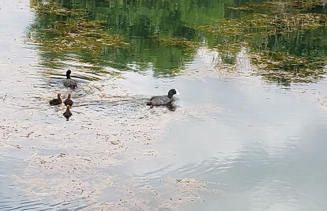 Beautiful 2-bed Lodge Ribble Valley Clitheroe - Foto 17