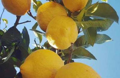 Paschali apartment with 1 bedroom in Ammoudia - Foto 20