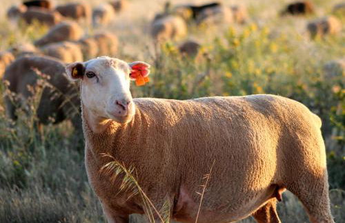 Monte de Santo Antonio - Turismo Rural - Foto 19