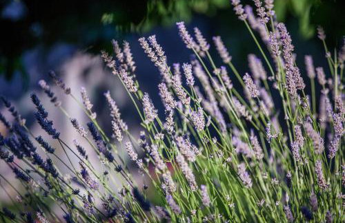 Apartments Pol Murvu - Foto 29