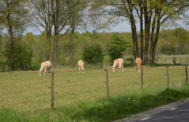 Holiday Home in Stramproy Near Nature - Foto 43