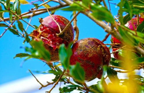 Apartments Martinovic - Foto 58