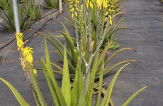 Naturalis Bio Resort - Foto 68