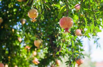 Zacharoulas Katikies - Foto 76