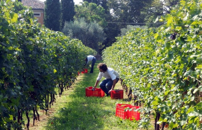 Corte San Mattia - Agriturismo in Verona - Foto 68