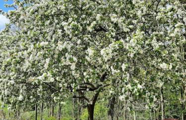 The Hen Den - Foto 8