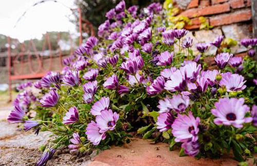 Agriturismo Bio Fattoria di Pietra - Foto 96