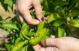 Agriturismo La Collina - Foto 53