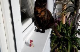 Ferienwohnung Schwalbennest - Foto 50