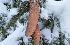 Biały Domek Nielbark - Agroturystyka - Foto 4