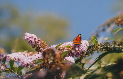 Holiday Home Medimurski Ceker - Foto 48