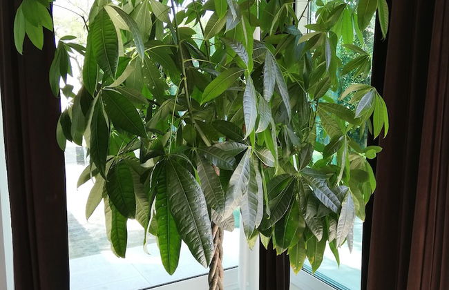 Villa Belvedere degli Ulivi - Photo 23